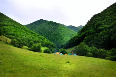 بهترین جنگل های ایران