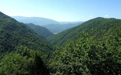 بهترین جنگل های ایران