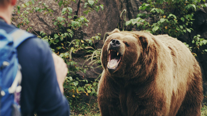 نکات پیشگیرانه برای برخورد ایمن با حیوانات ️